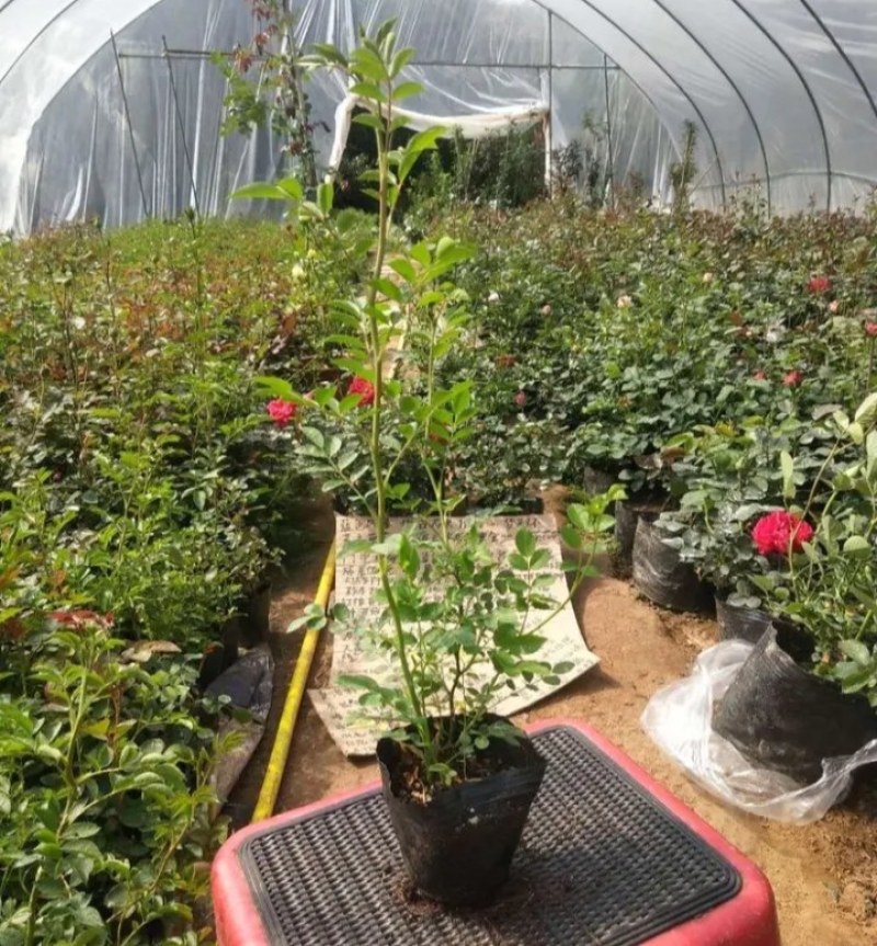 红木香苗黄木香白木香庭院栽上几棵攀趴速度快耐寒成活高