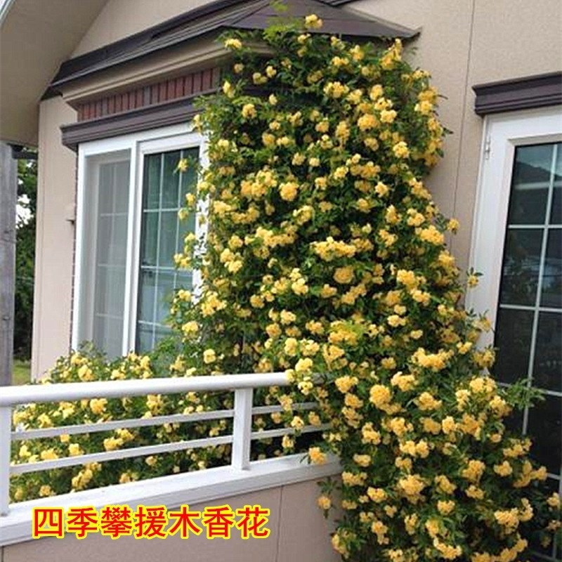 红木香苗黄木香白木香庭院栽上几棵攀趴速度快耐寒成活高