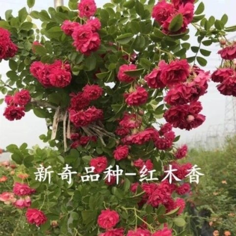 红木香苗黄木香白木香庭院栽上几棵攀趴速度快耐寒成活高