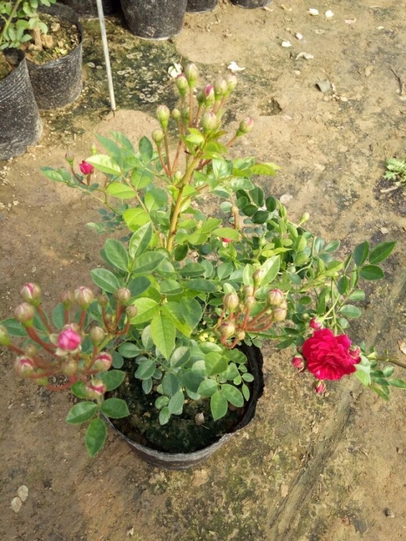 红木香苗黄木香白木香庭院栽上几棵攀趴速度快耐寒成活高