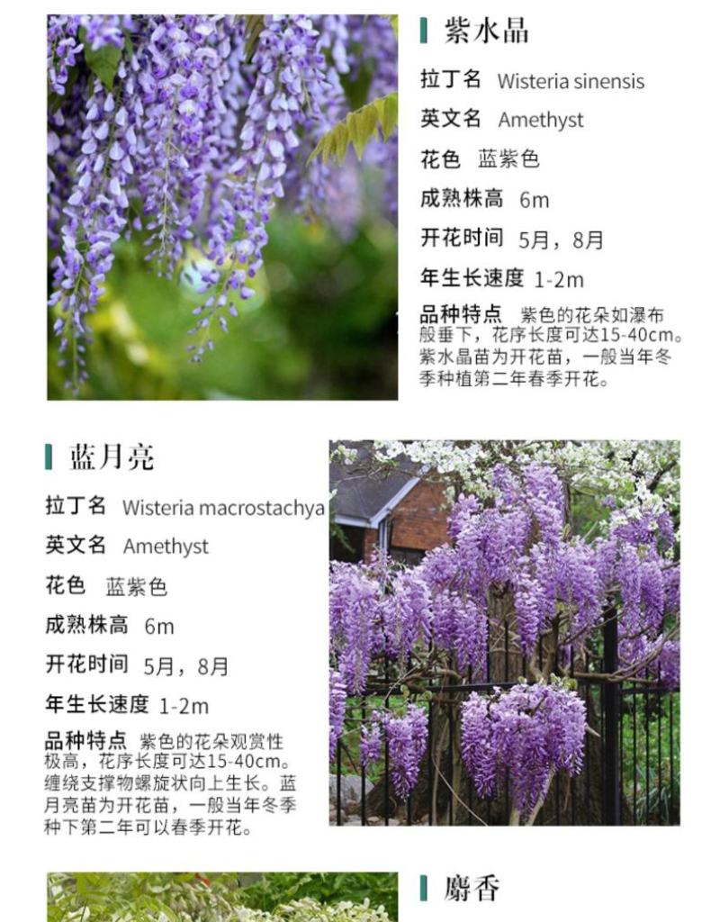 紫藤树苗盆栽多花攀援花卉爬藤植物庭院阳台攀爬爬墙花苗四季