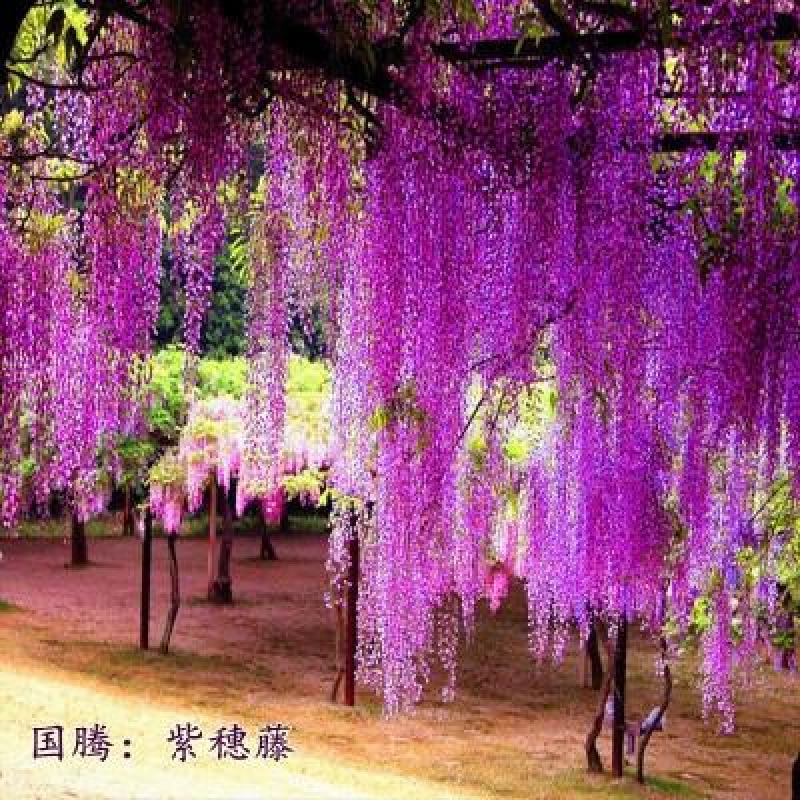 紫藤树苗盆栽多花攀援花卉爬藤植物庭院阳台攀爬爬墙花苗四季