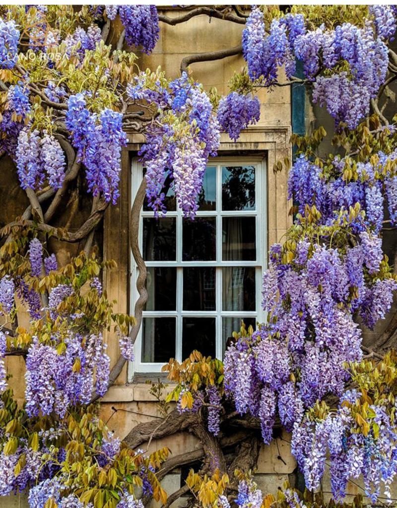 紫藤树苗盆栽多花攀援花卉爬藤植物庭院阳台攀爬爬墙花苗四季