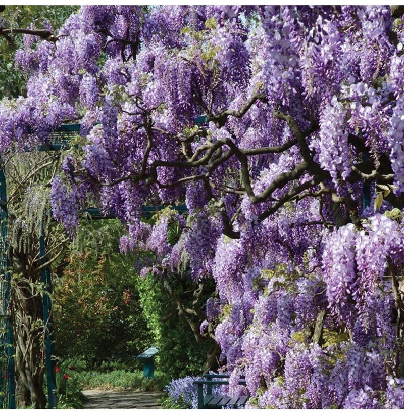 紫藤树苗盆栽多花攀援花卉爬藤植物庭院阳台攀爬爬墙花苗四季