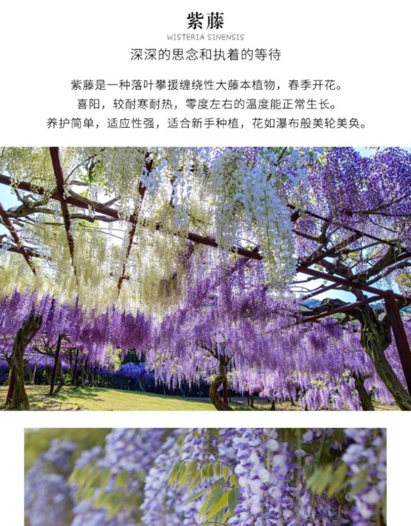 紫藤树苗盆栽多花攀援花卉爬藤植物庭院阳台攀爬爬墙花苗四季