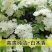 红木香苗黄木香白木香庭院栽上几棵攀趴速度快耐寒成活高