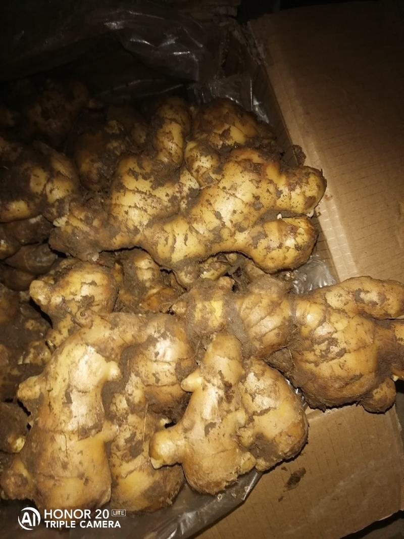 优质生姜，大黄姜，小黄姜，货源充足，保质保量