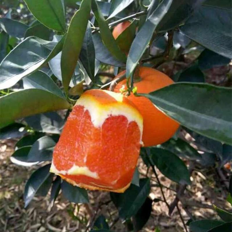 橙子树苗果树赣南脐橙红心橙当年结果南北方地栽盆栽庭院种植