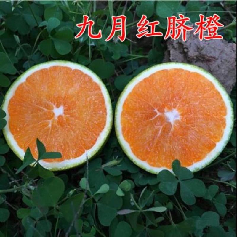 橙子树苗果树赣南脐橙红心橙当年结果南北方地栽盆栽庭院种植