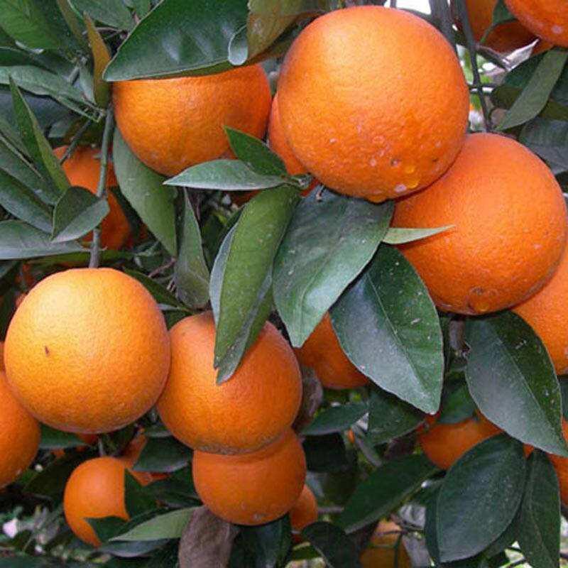 橙子树苗果树赣南脐橙红心橙当年结果南北方地栽盆栽庭院种植