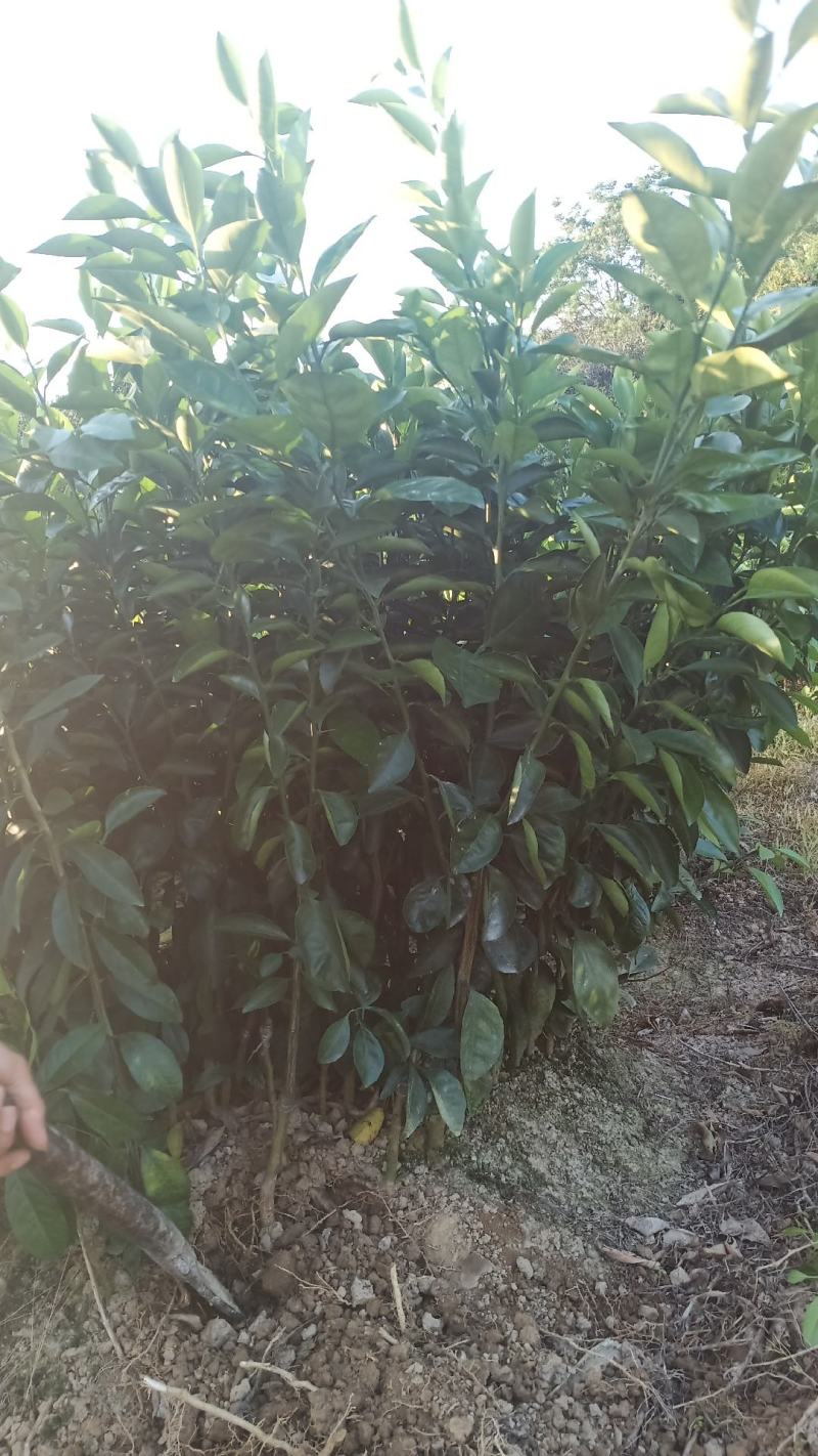 橙子树苗果树赣南脐橙红心橙当年结果南北方地栽盆栽庭院种植