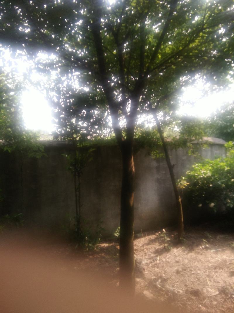 香樟