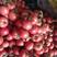 山东费县优质硬粉西红柿已大量上市一手货源质量保障