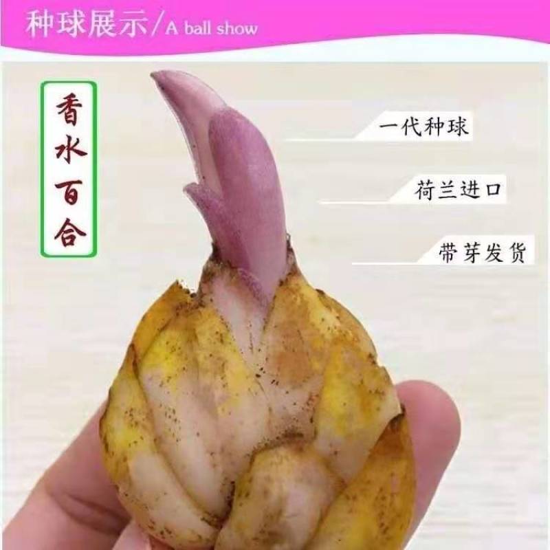 荷兰百合放在卧室花瓶放上几株芳香扑鼻净化空气