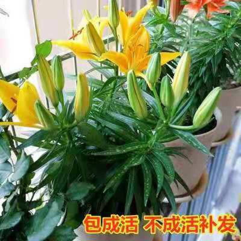 荷兰百合放在卧室花瓶放上几株芳香扑鼻净化空气