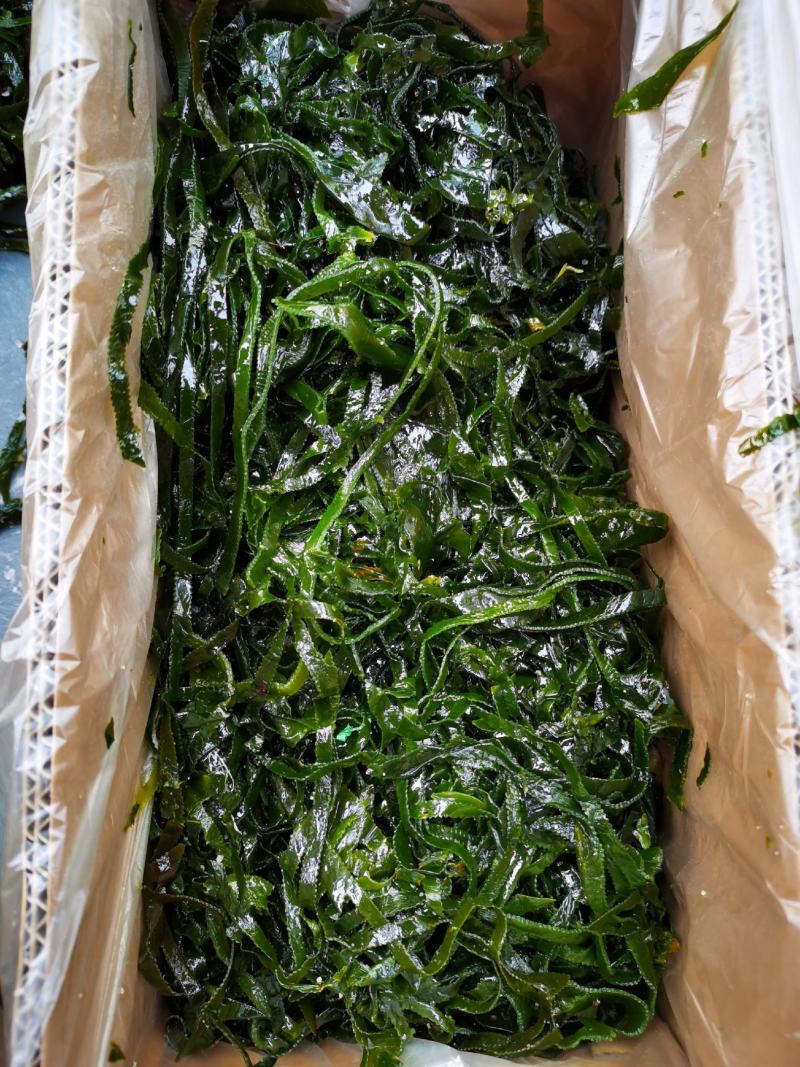 盐渍海带边丝威海市荣成市海带加工厂源头厂家