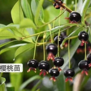 樱桃树苗巴西樱桃果树苗车厘子苗黑玫瑰大果樱桃苗南北方水