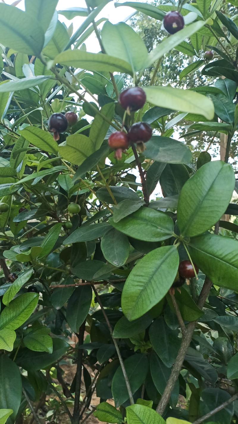 樱桃树苗巴西樱桃果树苗车厘子苗黑玫瑰大果樱桃苗南北方水