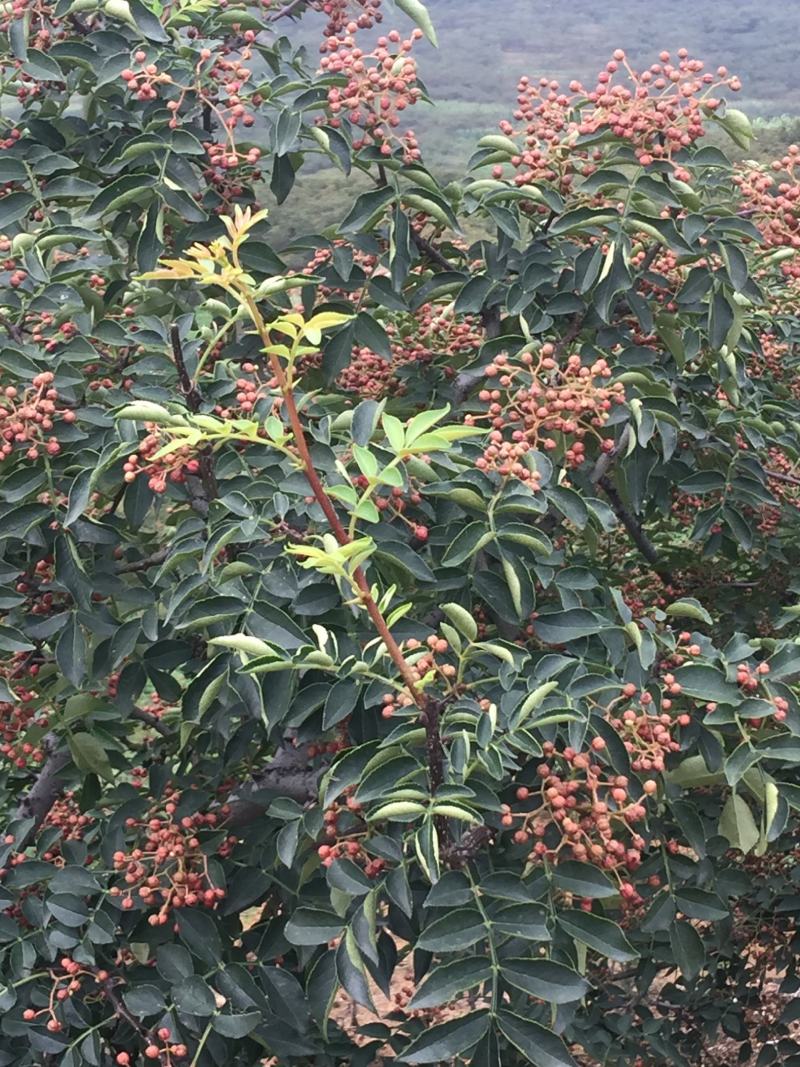 花椒净椒花椒皮大红袍花椒红花椒产地直供