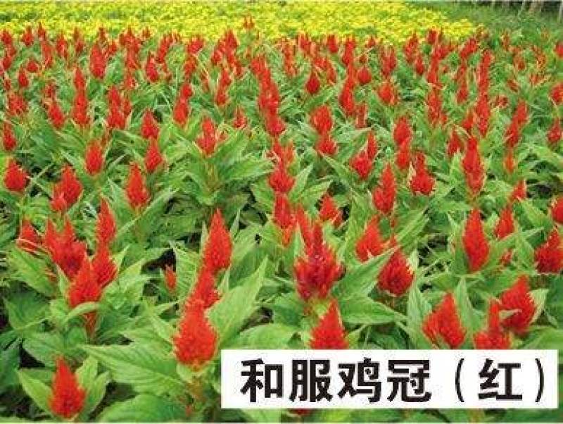 鸡冠花种子，国产，进口都有现货，郑州夏家园艺公司直发