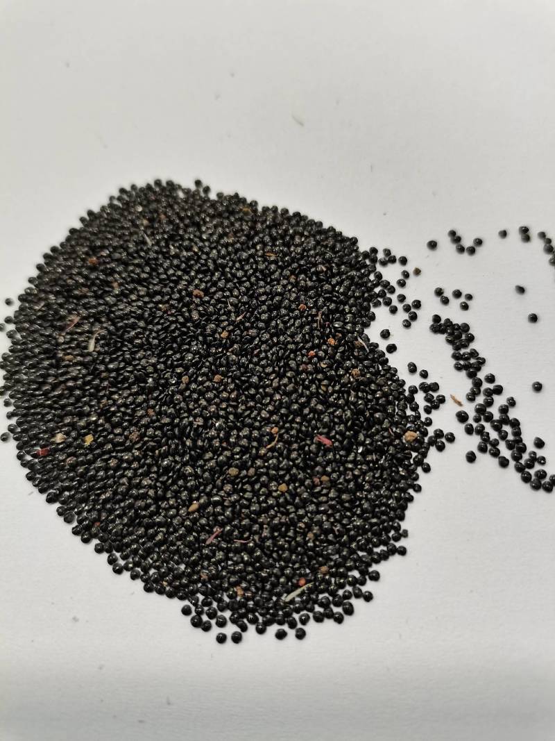鸡冠花种子，国产，进口都有现货，郑州夏家园艺公司直发