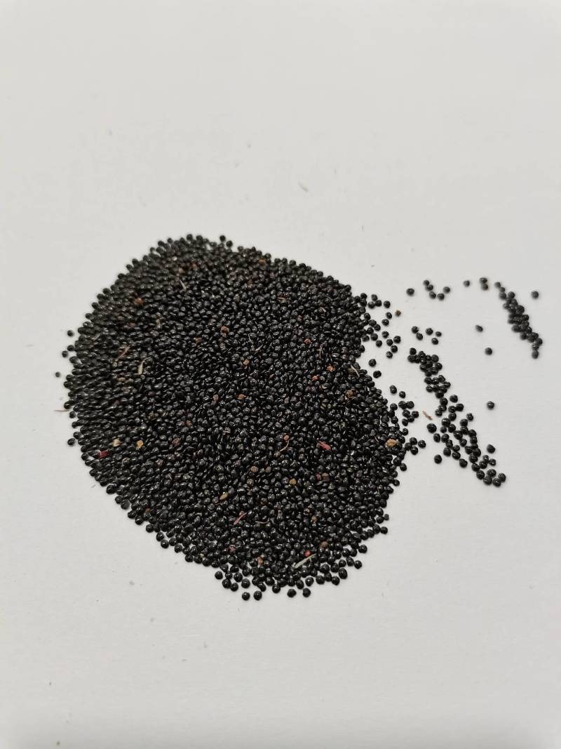 鸡冠花种子，国产，进口都有现货，郑州夏家园艺公司直发