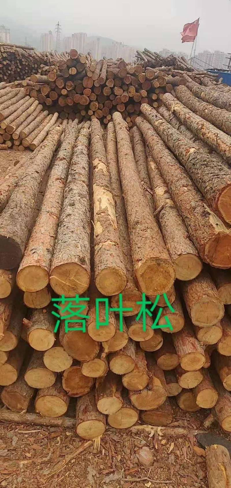 杉木杆，落叶送，河桩木，厂家直发，量大从优