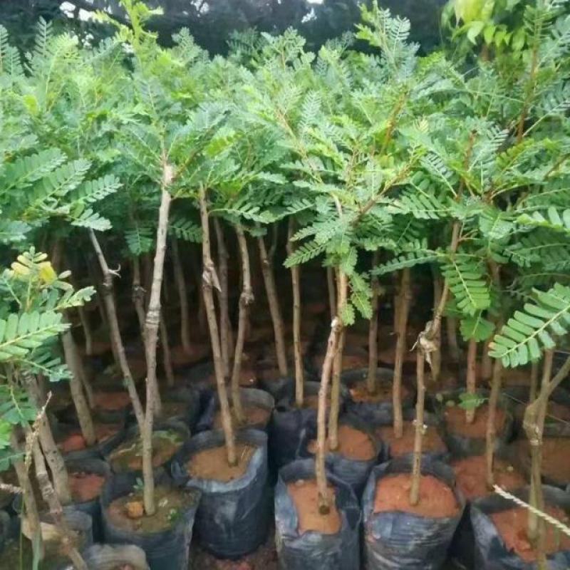 油甘果苗余甘果苗牛甘果苗油橄榄苗橄榄果树苗嫁接苗
