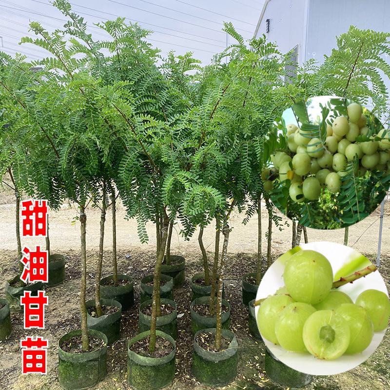 油甘果苗余甘果苗牛甘果苗油橄榄苗橄榄果树苗嫁接苗