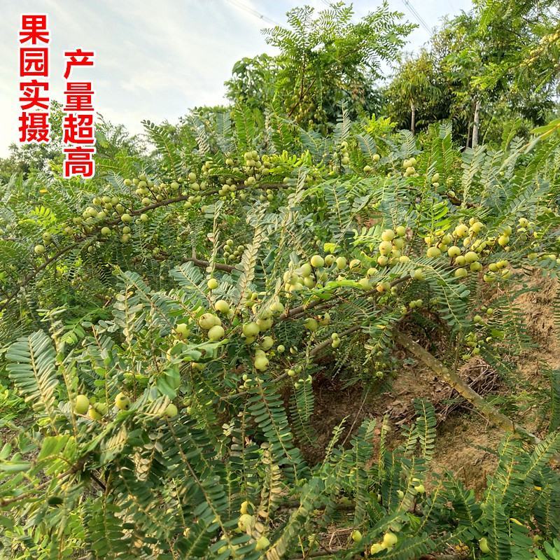 油甘果苗余甘果苗牛甘果苗油橄榄苗橄榄果树苗嫁接苗