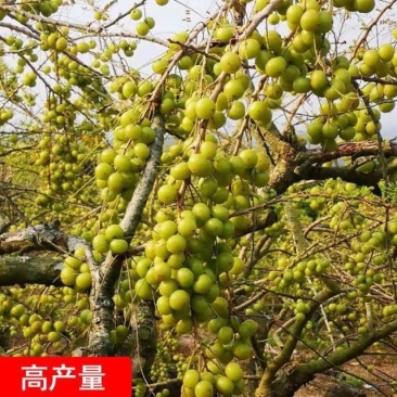 油甘果苗余甘果苗牛甘果苗油橄榄苗橄榄果树苗嫁接苗