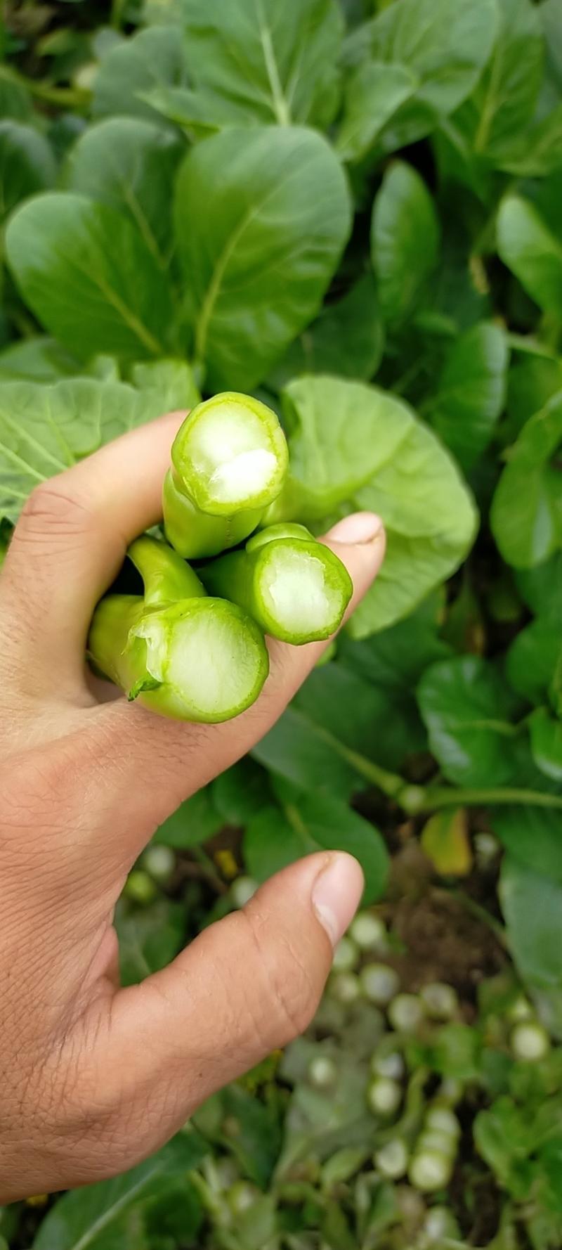 种植户广东芥兰。广东菜心