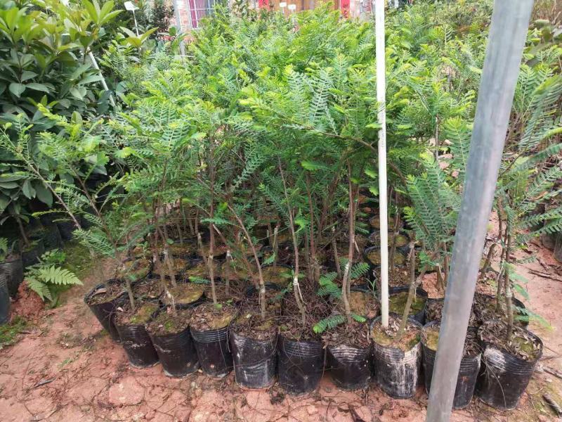油甘果苗余甘果苗牛甘果苗油橄榄苗橄榄果树苗嫁接苗