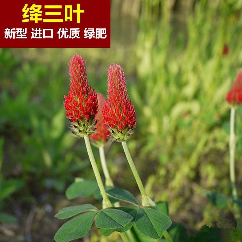 绛三叶种子，纯度可见，芽率有保证，郑州夏佳园艺有限公司直