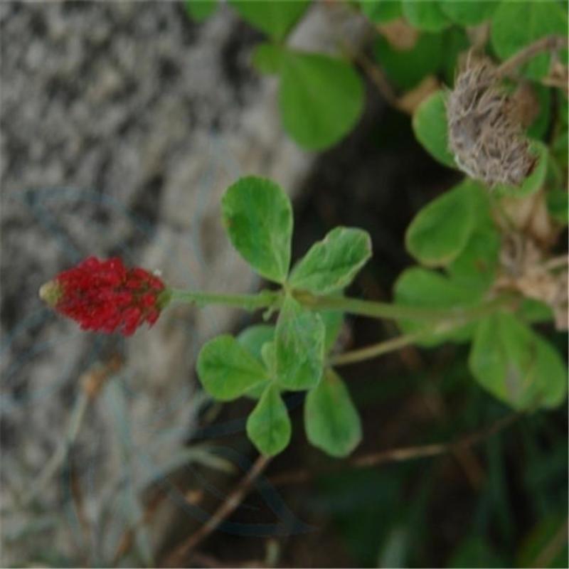 绛三叶种子，纯度可见，芽率有保证，郑州夏佳园艺有限公司直