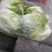山中农家肥大白菜4号