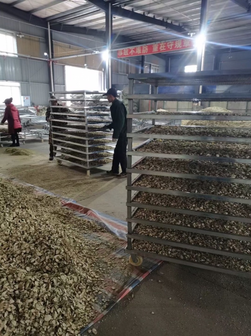 桑枝片烘干桑枝片新货大量出货中各种规格欢迎来电