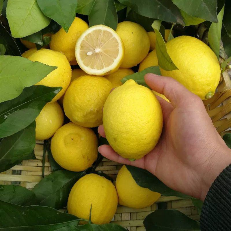 柠檬树苗带果柠檬苗绿植盆栽室内阳台庭院植物四季结果香水柠