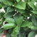 柠檬树苗带果柠檬苗绿植盆栽室内阳台庭院植物四季结果香水柠