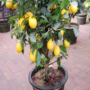 柠檬树苗带果柠檬苗绿植盆栽室内阳台庭院植物四季结果香水柠