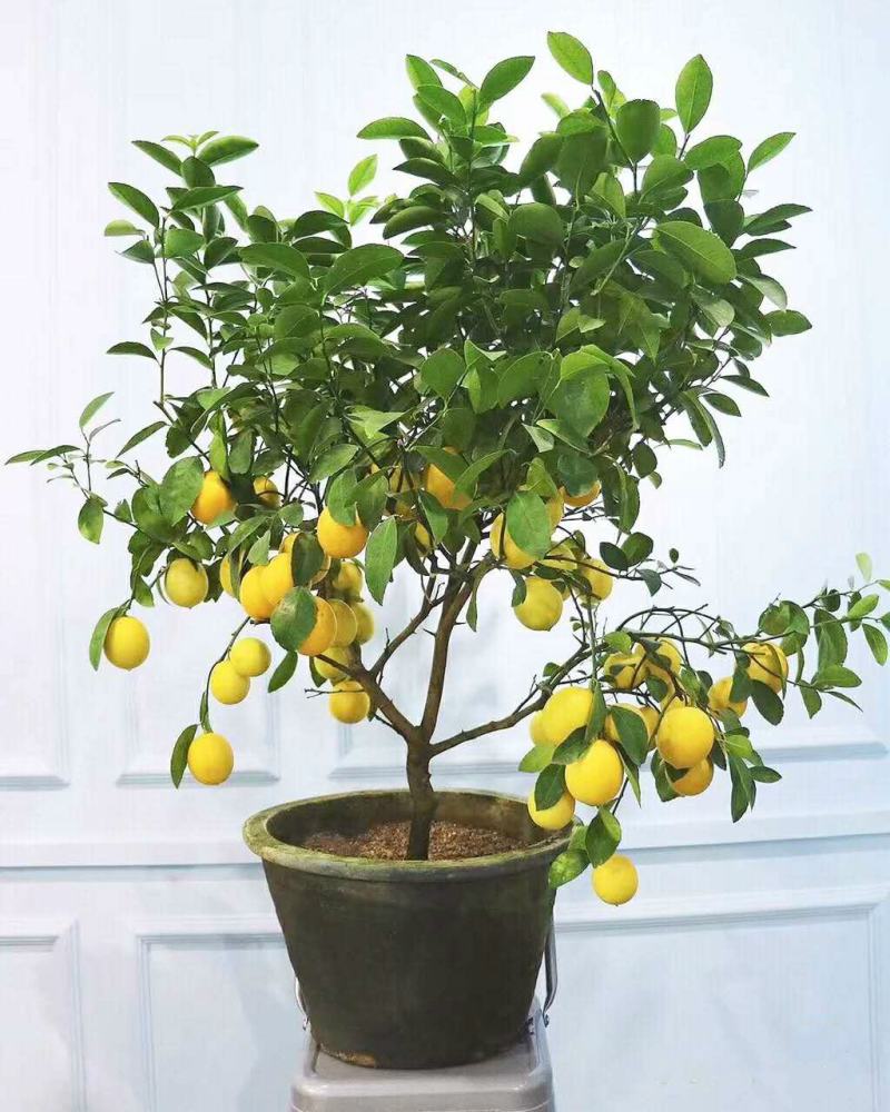 柠檬树苗带果柠檬苗绿植盆栽室内阳台庭院植物四季结果香水柠