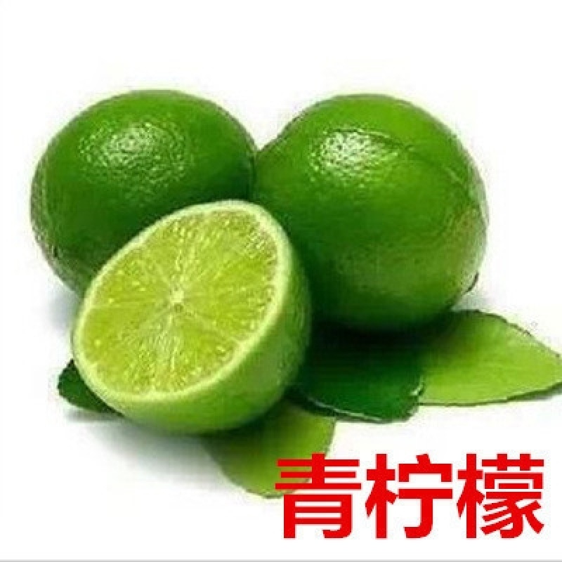 柠檬树苗带果柠檬苗绿植盆栽室内阳台庭院植物四季结果香水柠