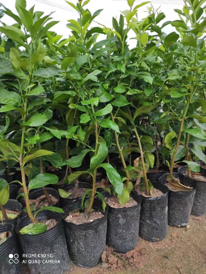 柠檬树苗带果柠檬苗绿植盆栽室内阳台庭院植物四季结果香水柠