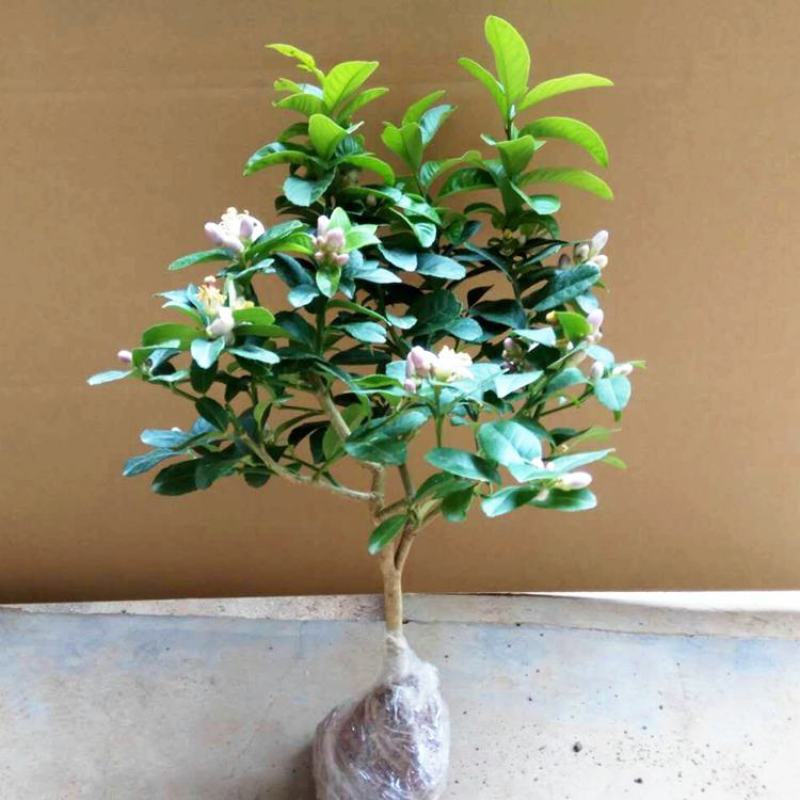 柠檬树苗带果柠檬苗绿植盆栽室内阳台庭院植物四季结果香水柠