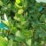 柠檬树苗带果柠檬苗绿植盆栽室内阳台庭院植物四季结果香水柠