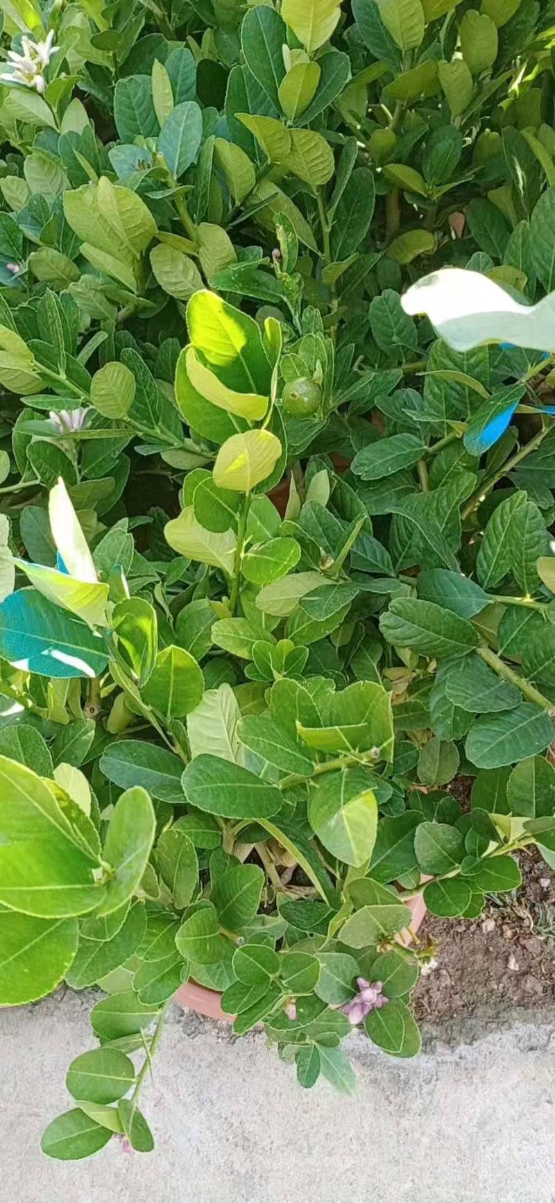 柠檬树苗带果柠檬苗绿植盆栽室内阳台庭院植物四季结果香水柠