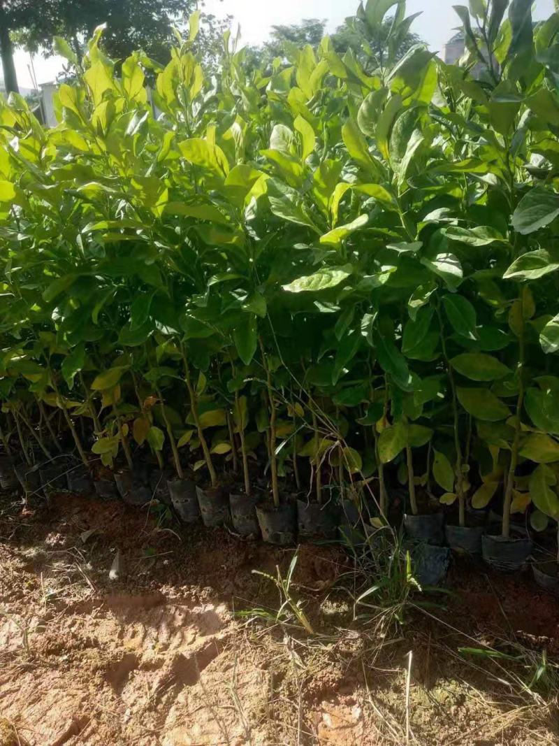 柠檬树苗带果柠檬苗绿植盆栽室内阳台庭院植物四季结果香水柠
