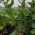 柠檬树苗带果柠檬苗绿植盆栽室内阳台庭院植物四季结果香水柠