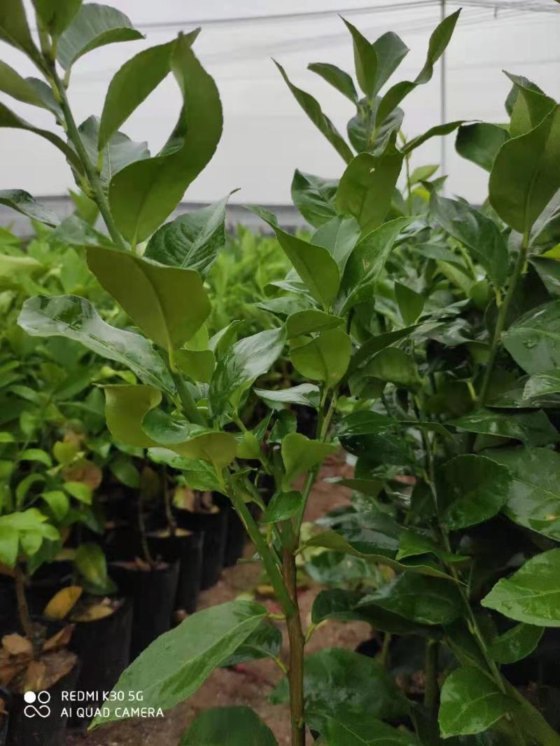 柠檬树苗带果柠檬苗绿植盆栽室内阳台庭院植物四季结果香水柠
