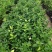 柠檬树苗带果柠檬苗绿植盆栽室内阳台庭院植物四季结果香水柠